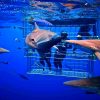 Köpekbalığı Dalış Turları